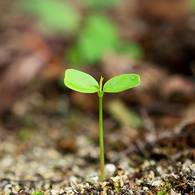 1本1本を育むように